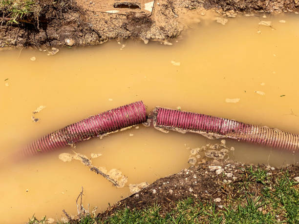 Best Flood restoration services  in Port Richey, FL